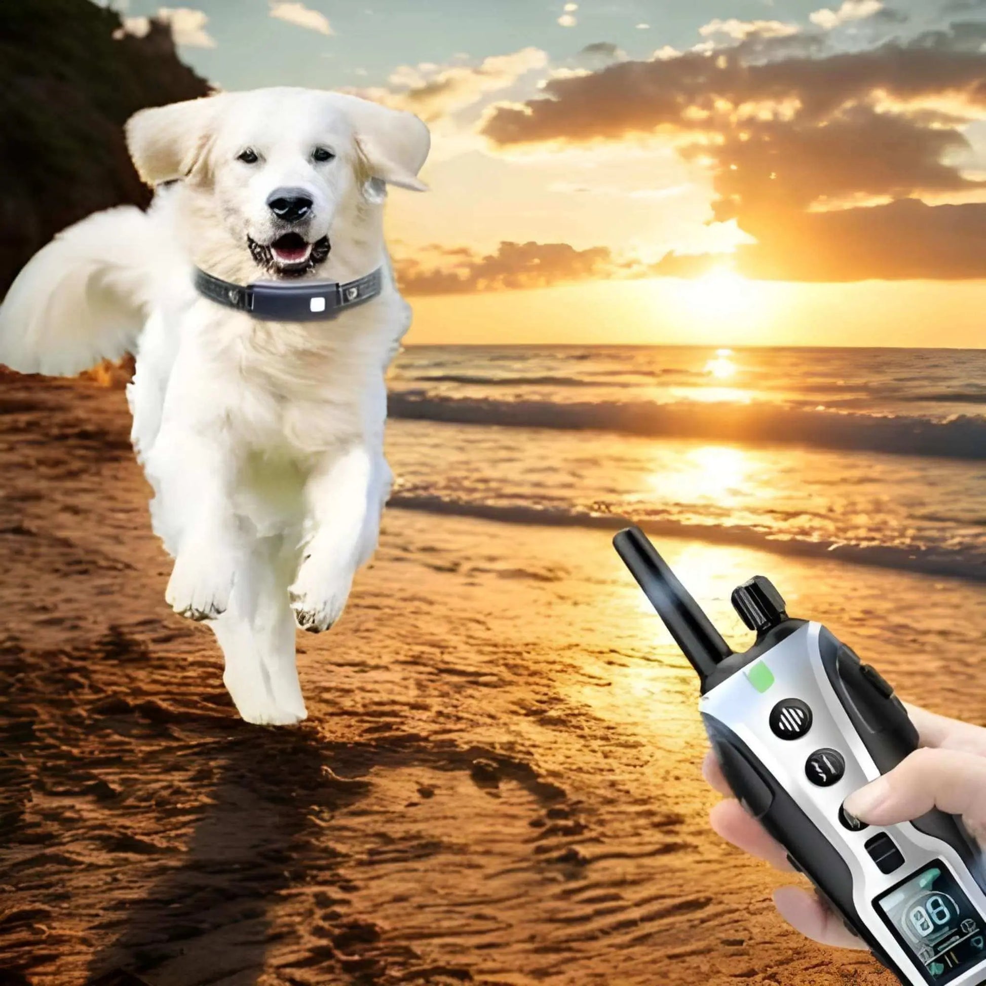 Un chien blanc sur la plage avec le collier de dressage pour chien avec une main tenant la télécommande.