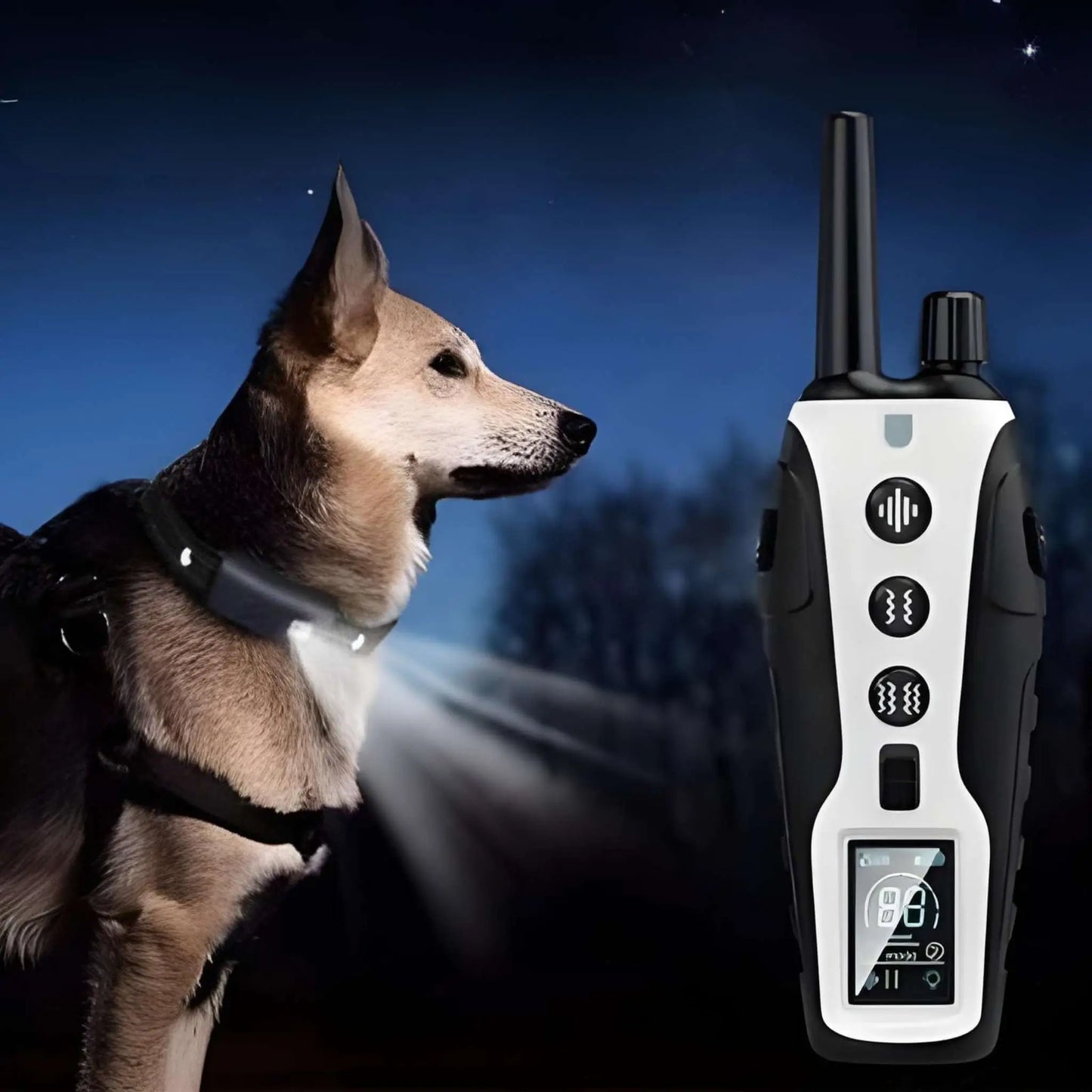 Un chien portant un collier de dressage pour chien la nuit, démontrant la lumière et une télécommande.