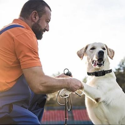 collier de dressage pour chien homme labrador blanc