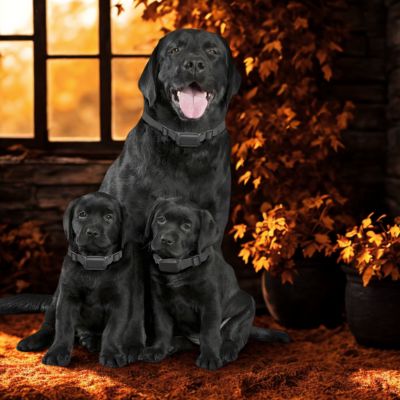 collier de dressage pour chien labrador noir avec chiot