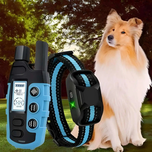 Un colley avec une télécommande et un collier de dressage pour chien bleu. 