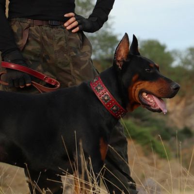 collier en cuir pour chien doberman en laisse maitre