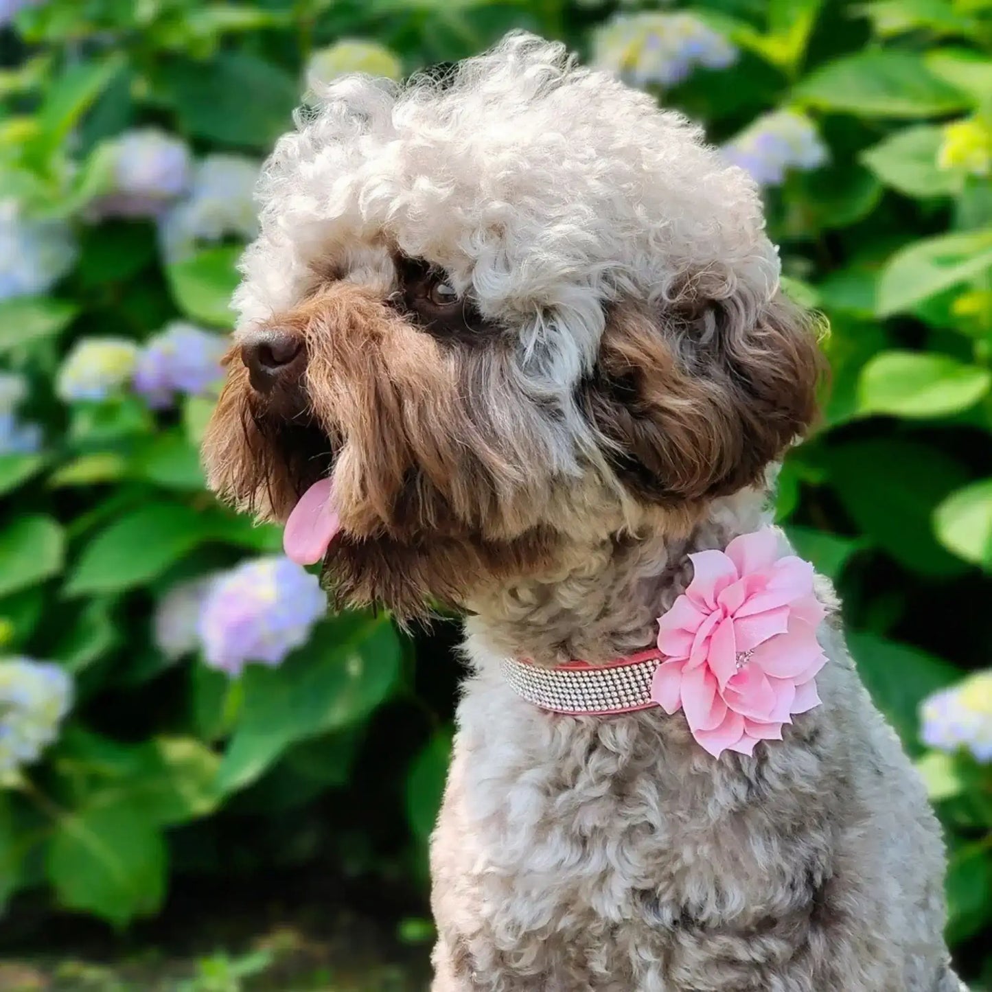 Un caniche avec un collier de fantaisie pour chien avec strass et fleur rose.