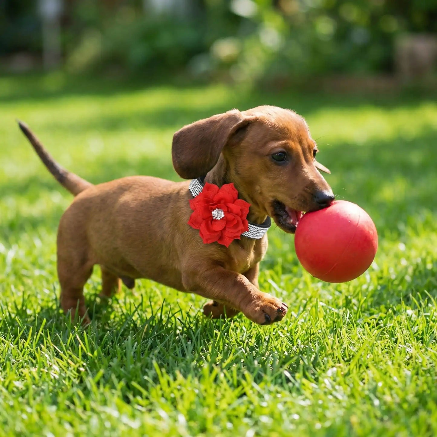 Un tickel joue avec une balle sur la pelouse avec son collier de fantaisie pour chien en strass et fleur rouge.