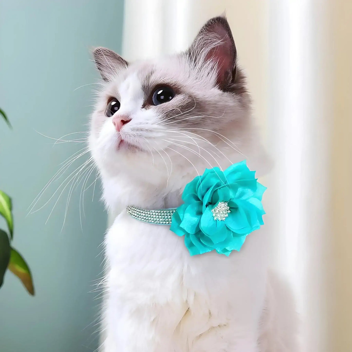 Un chat avec un collier de fantaisie pour chien en strass et fleur turquoise