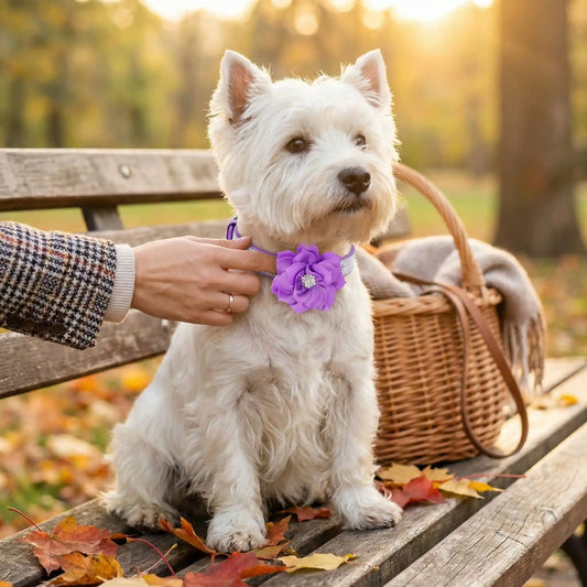 Un west highland terrier assis sur un banc de parc avec sa maîtresse porte le collier de fantaisie pour chien Pétale violet.