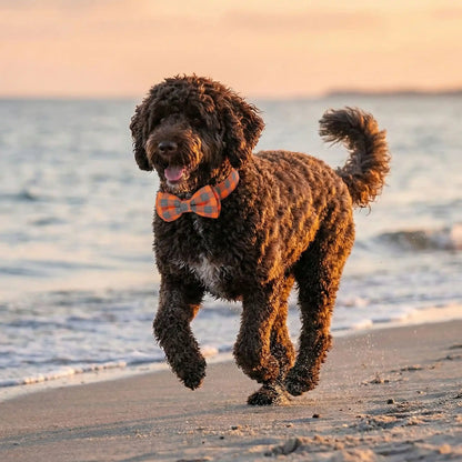Un chien d'eau portugais courant sur la plage porte le collier de fantaisie pour chien Fidolia orange.