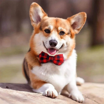 Un corgi couché porte un collier de fantaisie pour chien Fidolia rouge.