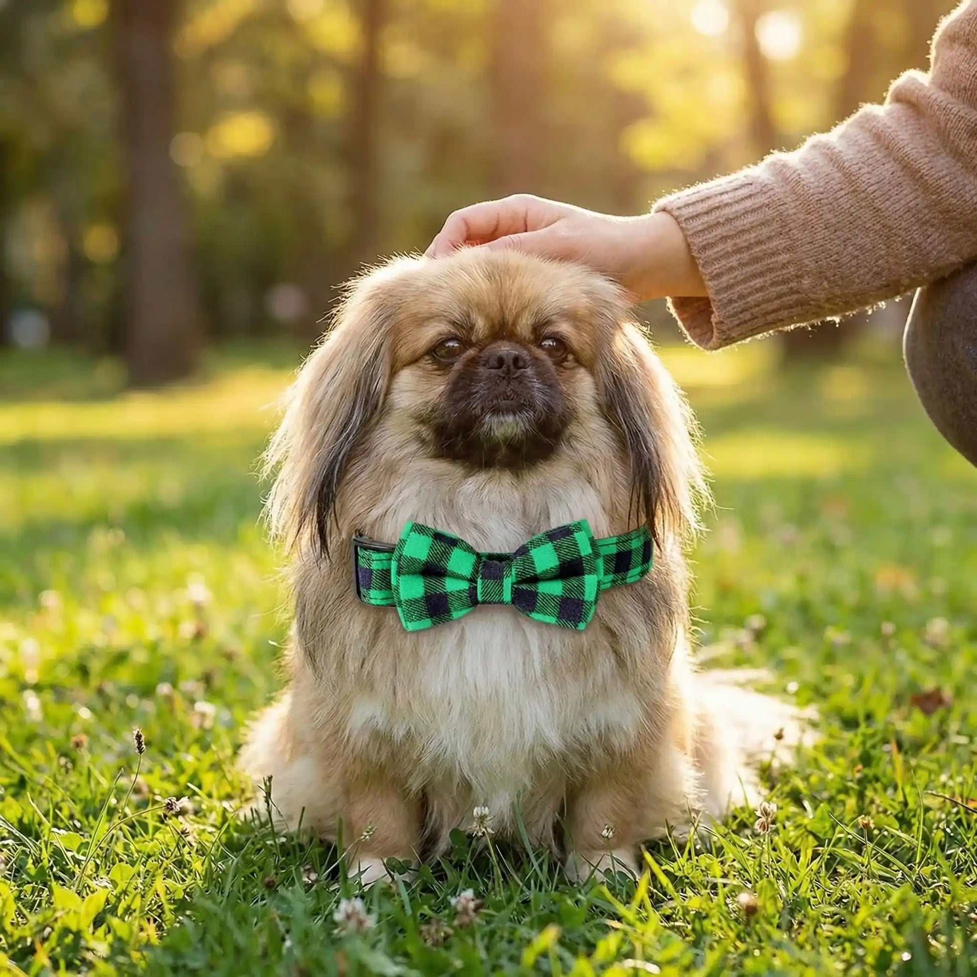 Un Pékinois assis sur la pelouse avec son collier de fantaisie pour chien vert.