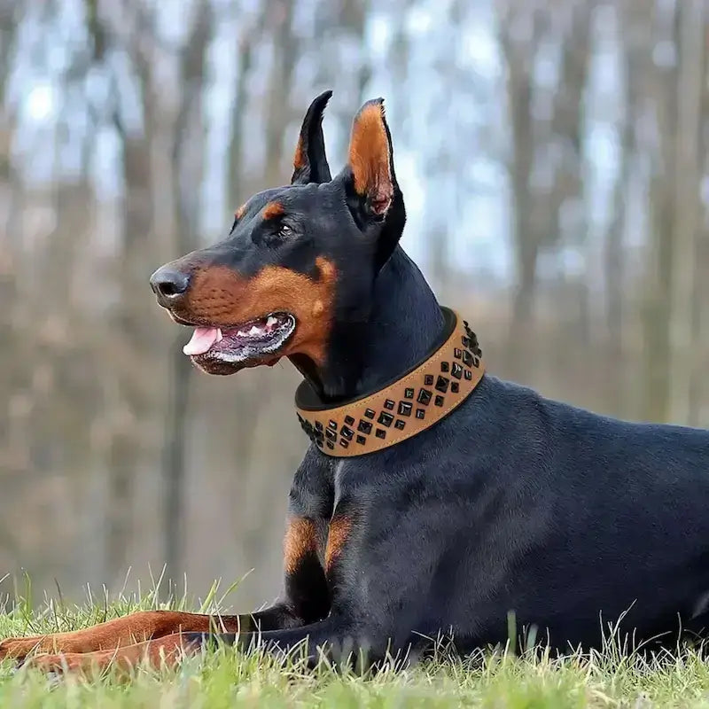 Vue latérale d'un doberman allongé sur une pelouse avec un collier pour gros chien.