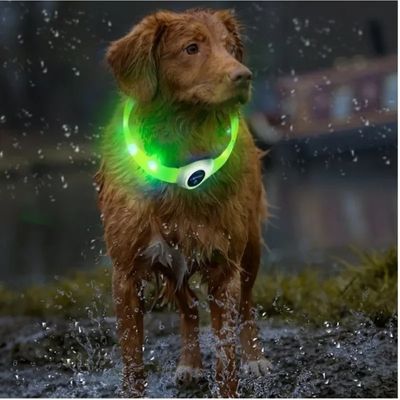 collier lumineux chien couleur vert golden retriever