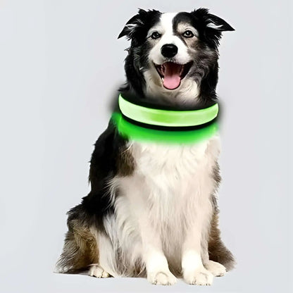 Un berger australien avec un collier lumineux pour chien vert.