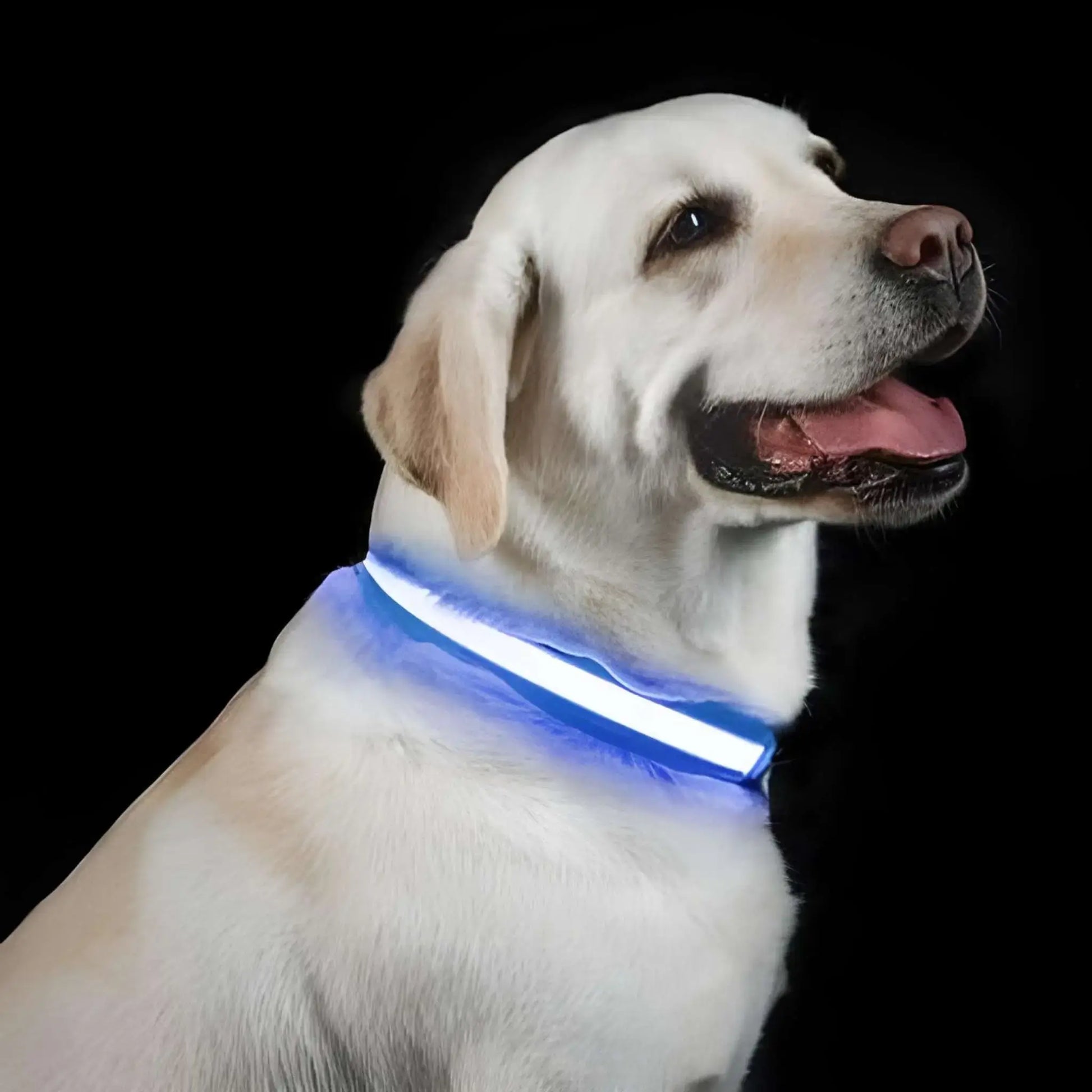 Un labrador avec un collier lumineux pour chien bleu.