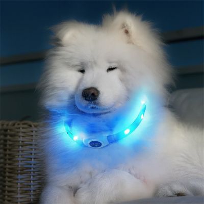 collier lumineux chien hosky collier bleu