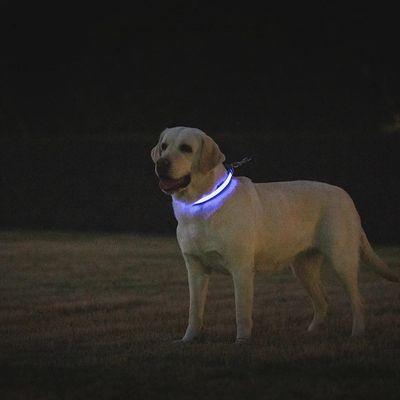 collier lumineux chien labrador nuit collier lumineux