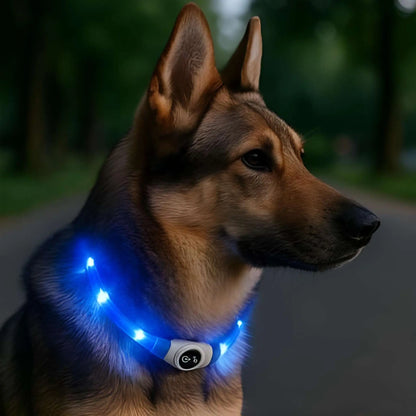 Un berger allemand avec un collier lumineux pour chien bleu la nuit. 