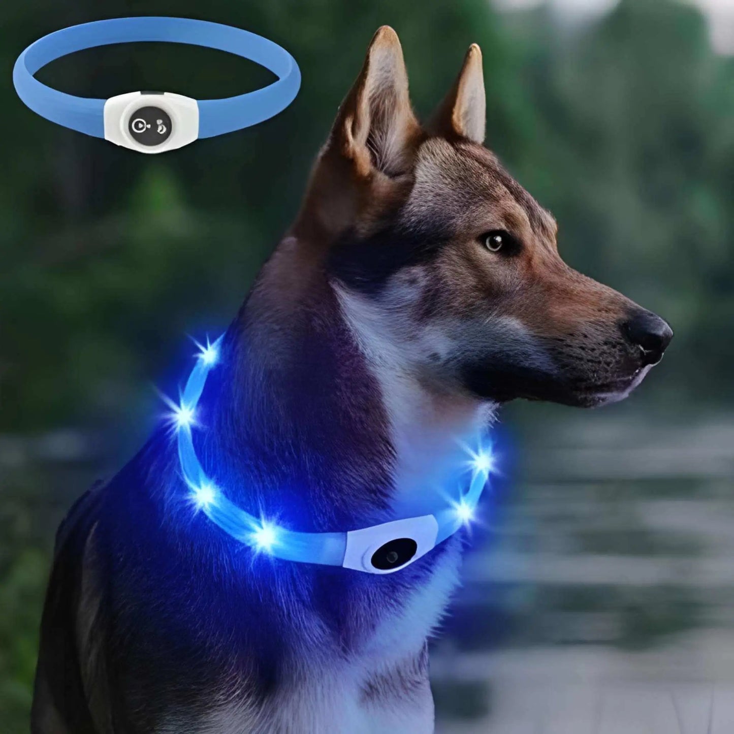 Un husky sibérien brun avec son collier lumineux bleu la nuit.