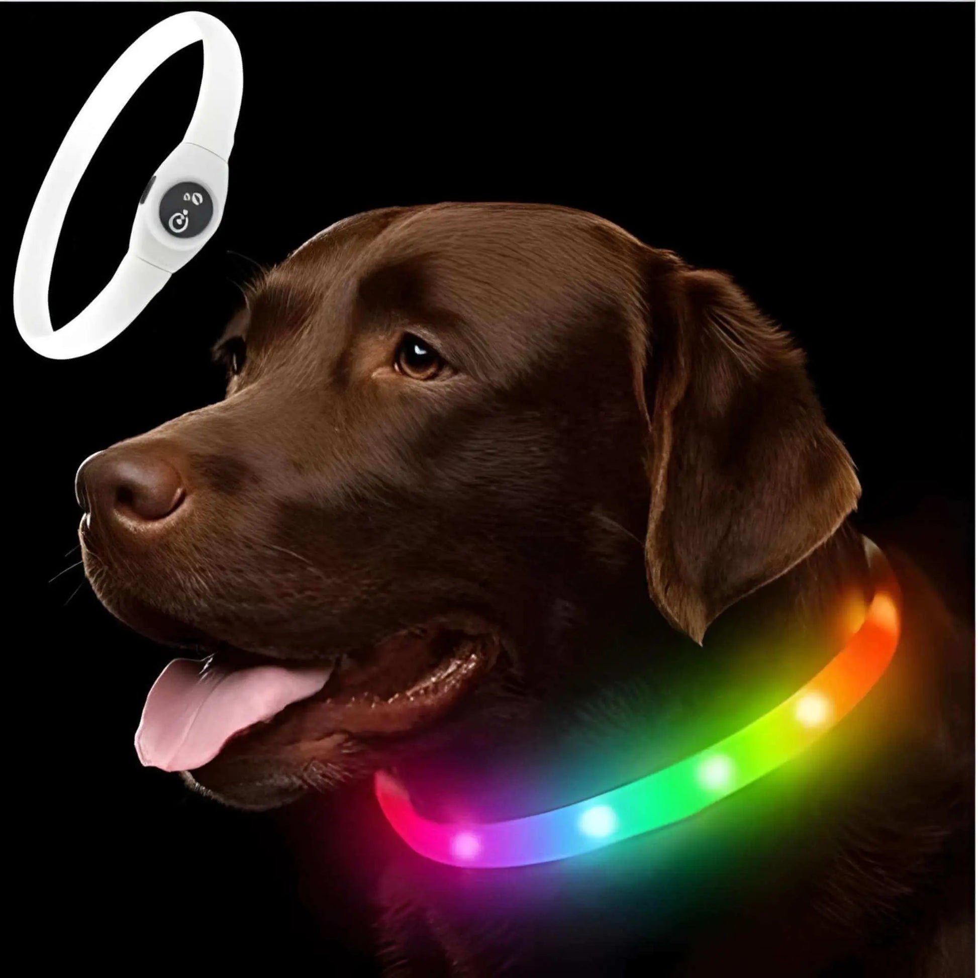 Un labrador brun avec son collier lumineux chien multicolore.