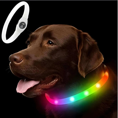 Un labrador brun avec son collier lumineux chien multicolore.