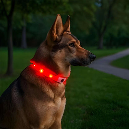 Un berger allemand la nuit avec son collier lumineux chien rouge.