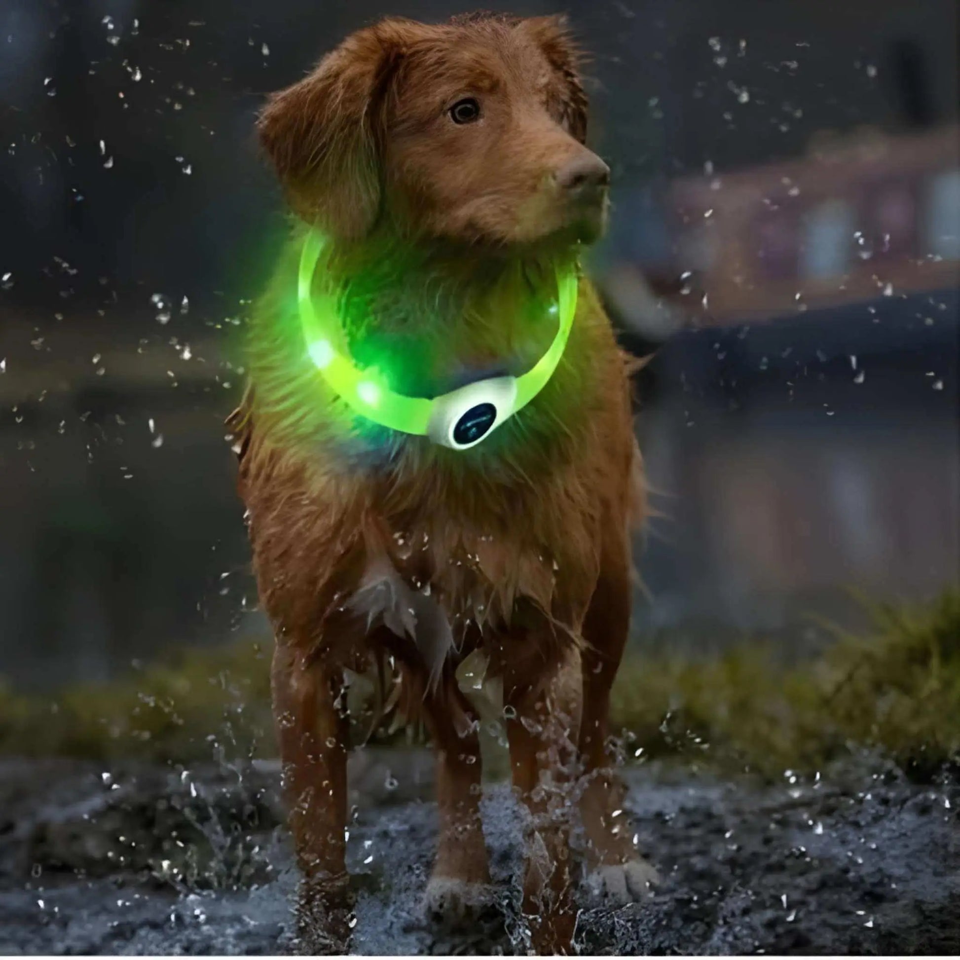Un golden retriever blond mouillé sortant de l'eau avec son collier lumineux chien.