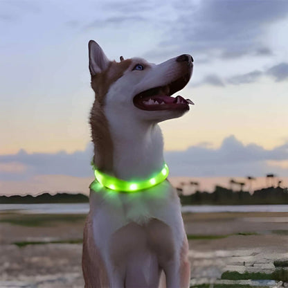 Un husky sibérien brun avec son collier lumineux chien vert à la tombée de la nuit sur le bord de la plage. 