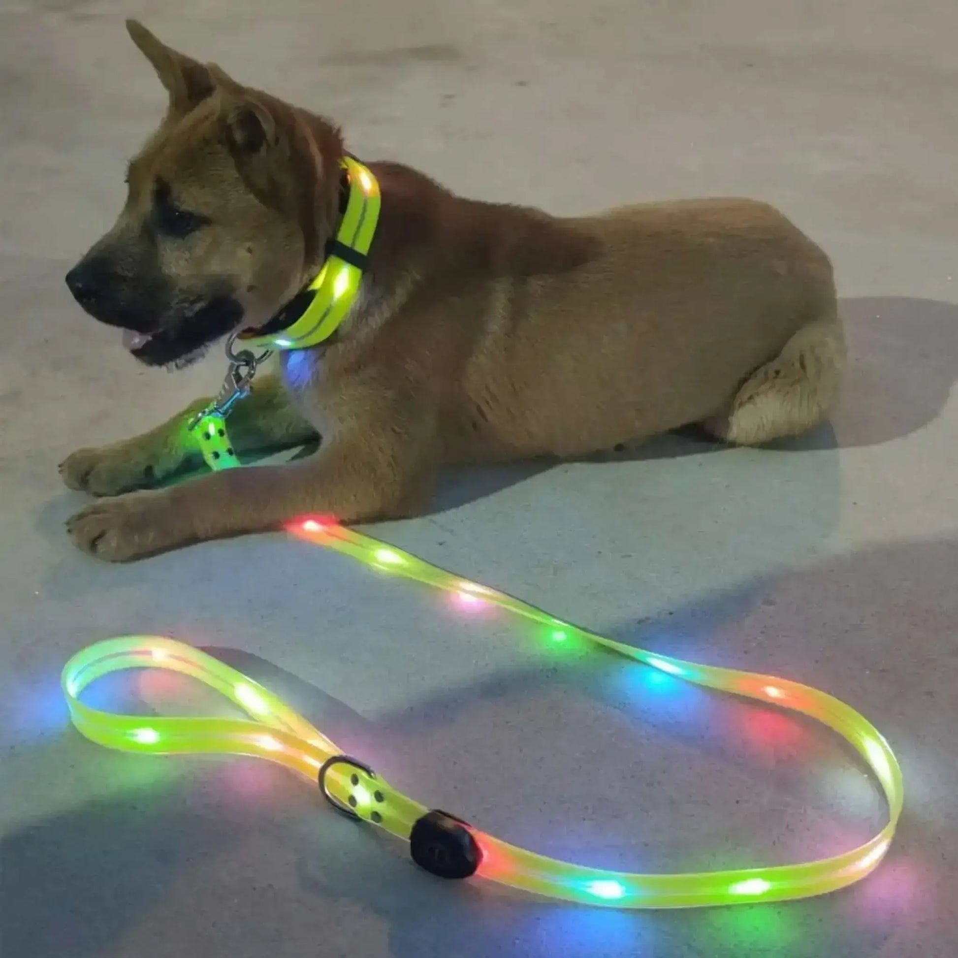 Un chiot avec une laisse et un collier lumineux pour chien jaune.