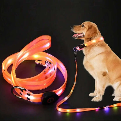 Un labrador avec sa laisse et son collier lumineux pour chien.