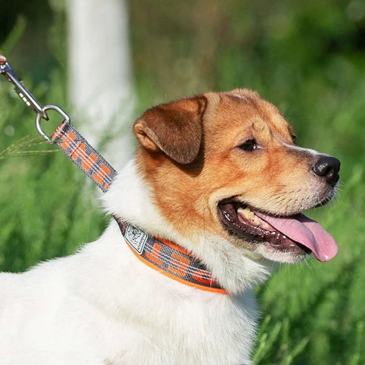 Vu latéral un croisé Jack Russell avec un collier martingale pour chien orange.