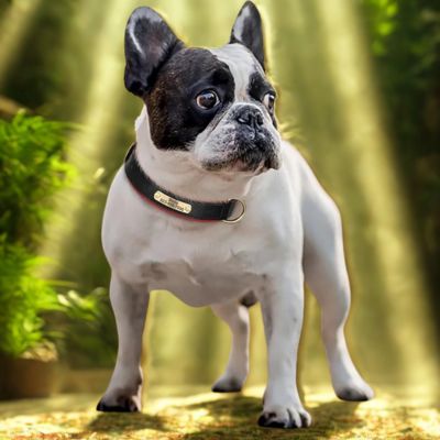 collier personnalisable pour chien bouledogue francais avec collier