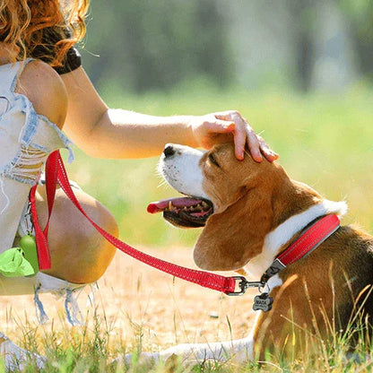 collier pour chien beagle avec collier rouge