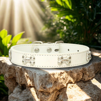 collier pour chien blanc sur pierre ensoleille
