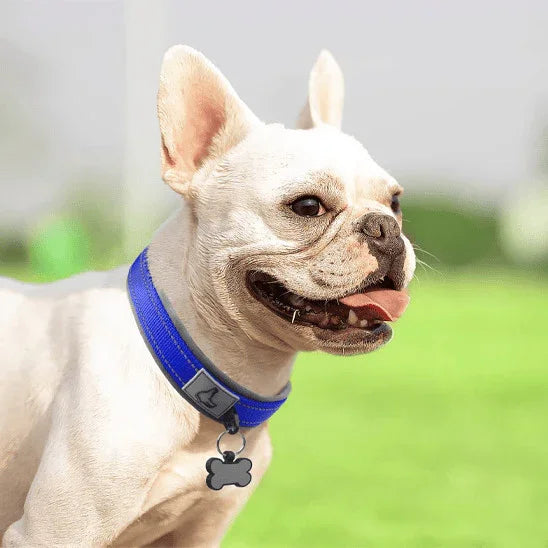 collier pour chien bouledogue francais avec collier bleu