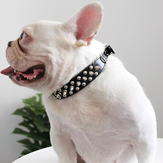 collier pour chien bouledogue francais blanc collier noir pointe
