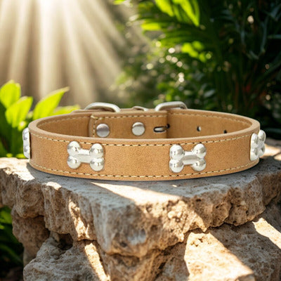 collier pour chien brun coyotte sur pierre ensolielle