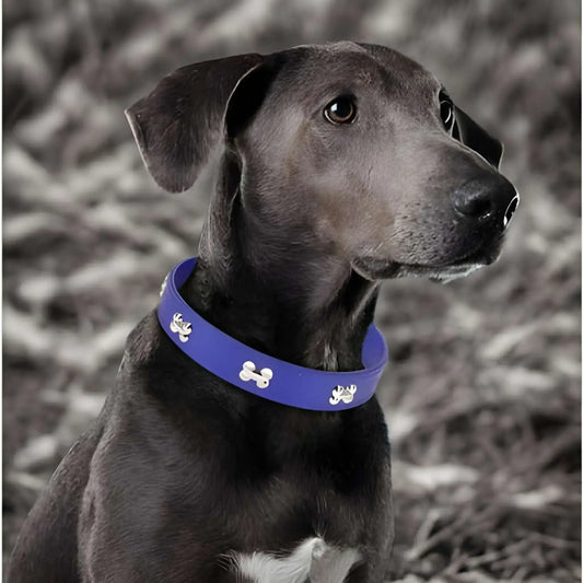 Collier pour chien en cuir PU ColliBone bleue sur un rocher
