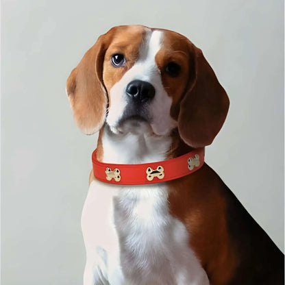 Un chiot beagle avec un collier pour chien ColliBone de couleur rouge.