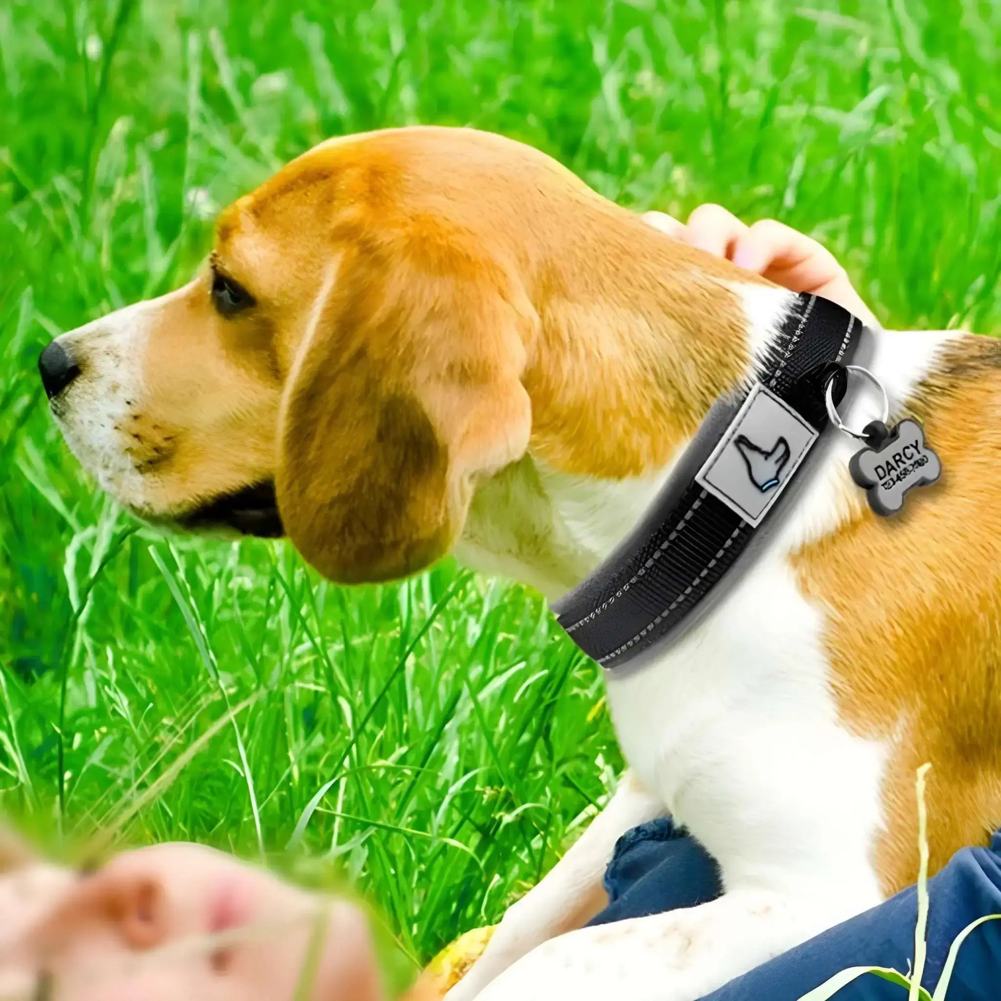 Beagle avec un collier pour chien CollieReflexion noir.