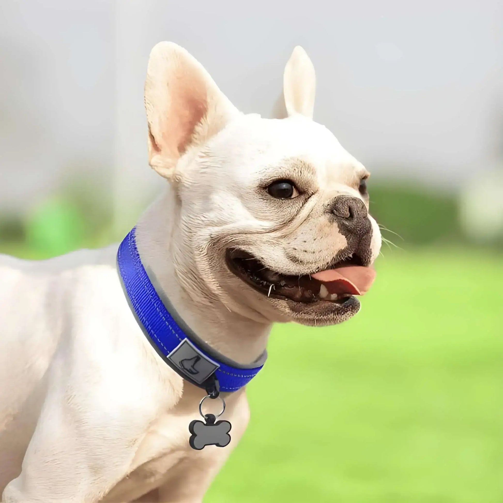 Un bouledogue français fauve avec un collier pour chien CollieRéflexion bleu