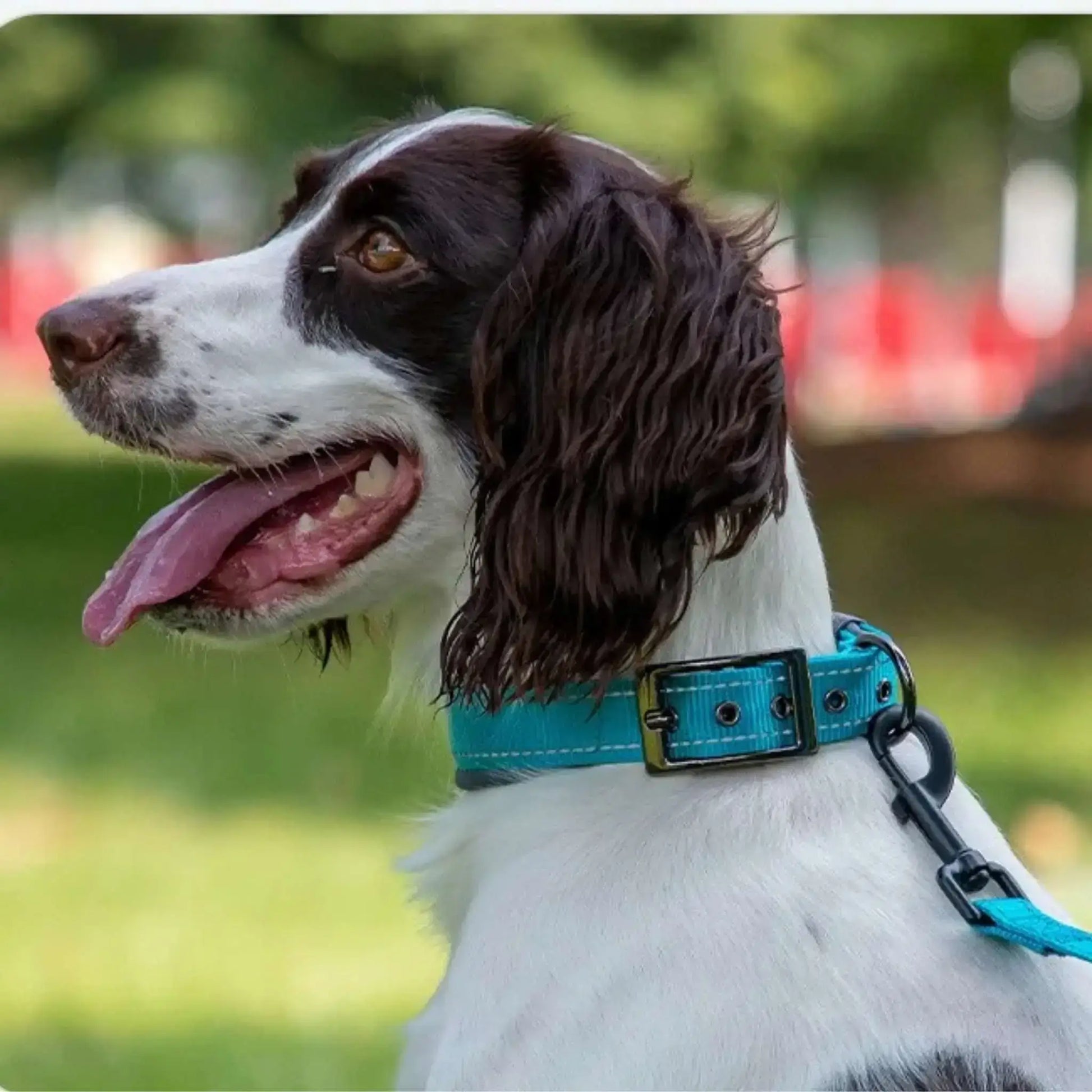 Un chien avec un collier pour chien vert.