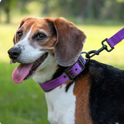 Un beagle avec un collier pour chien CollieRéflexion violet.