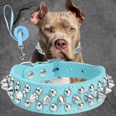 collier pour chien couleur bleu pointe