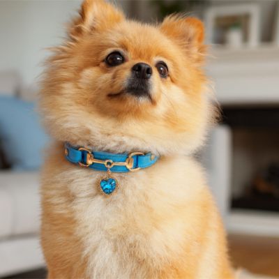 collier pour chien couleur bleu pomarien