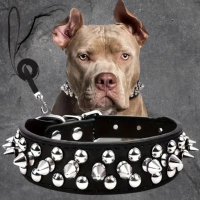 collier pour chien couleur noir pointe