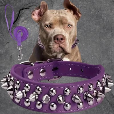 collier pour chien couleur violet pointe