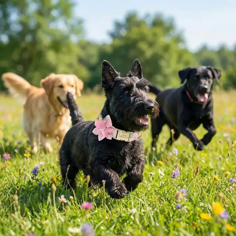 Un Scottish cours avec d'autres chiens porte un collier pour chien de fantaisie rose.