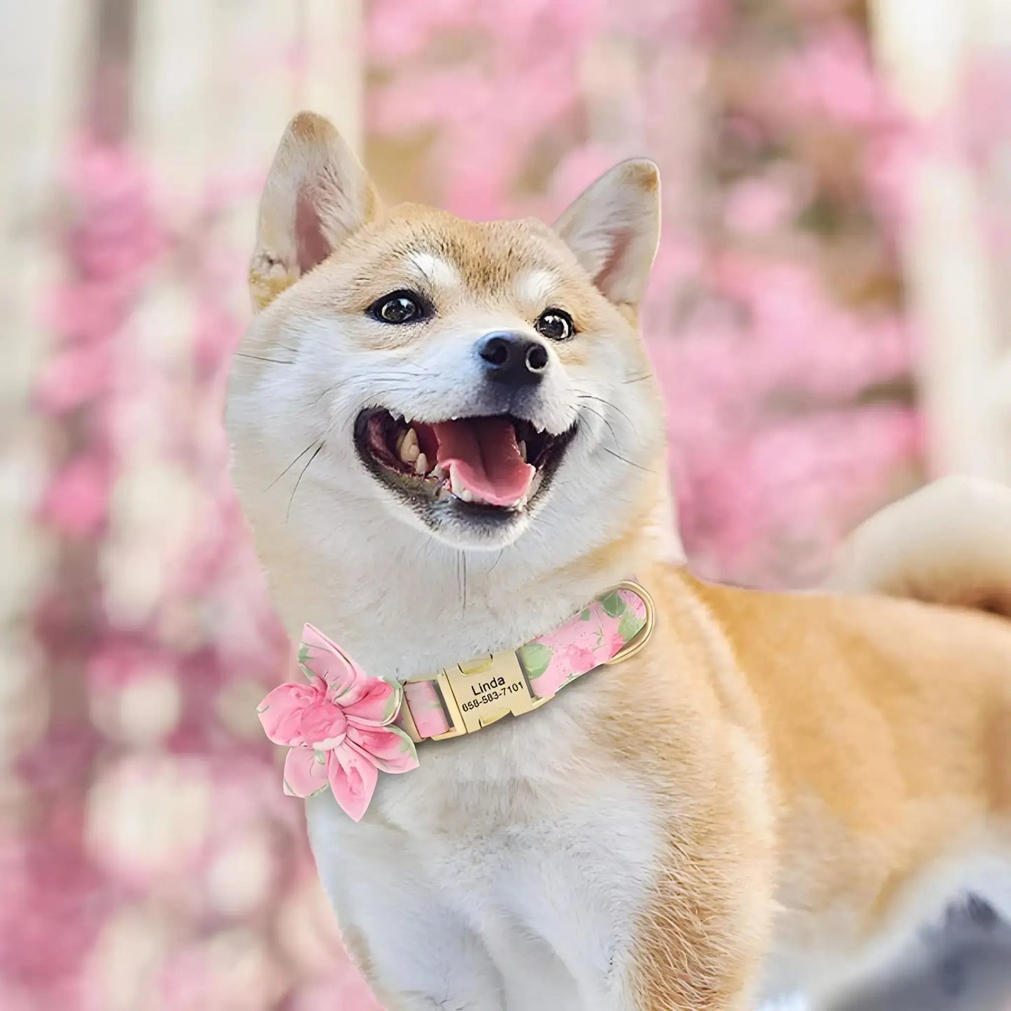 Un shiba inu avec son collier pour chien de fantaisie rose.