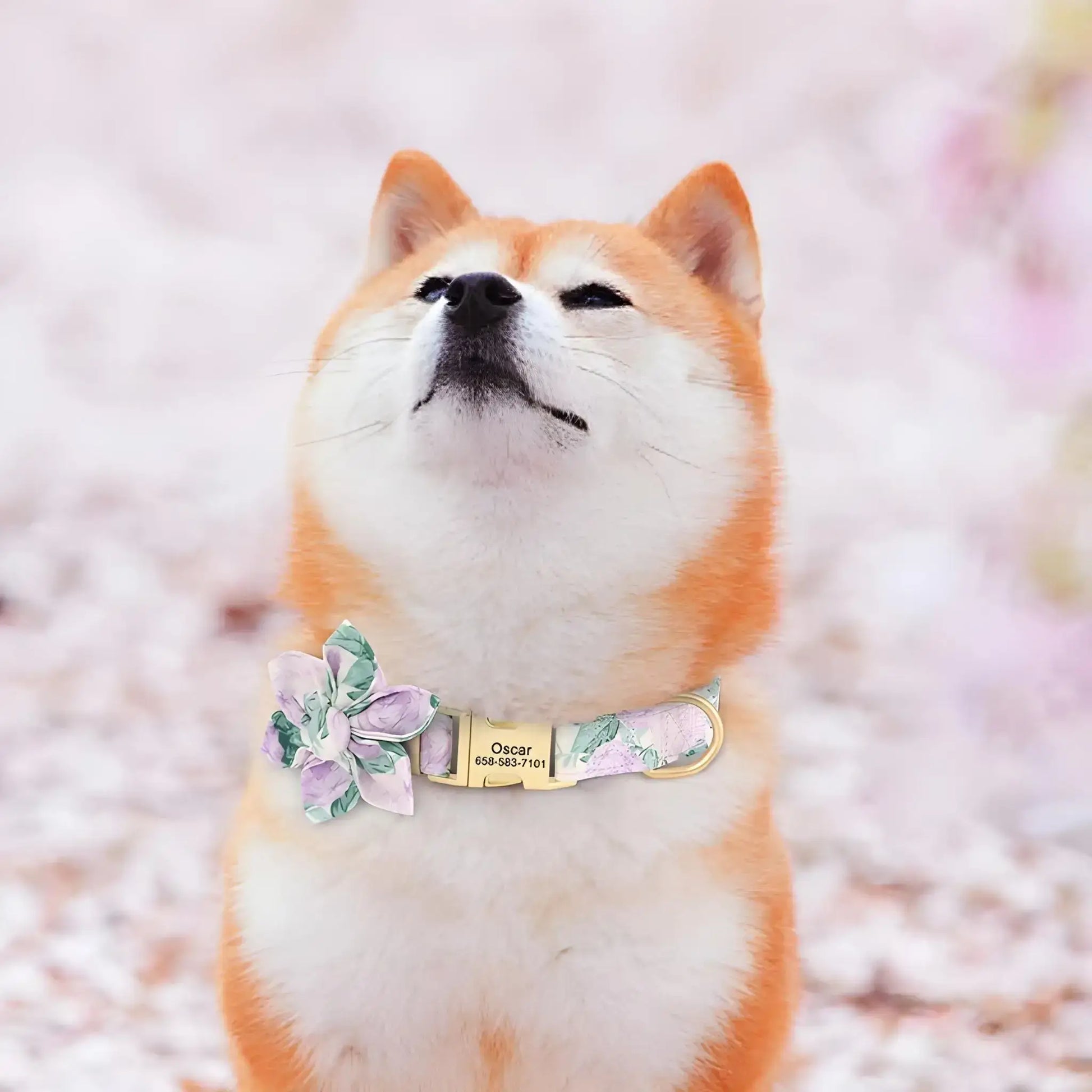 Un shiba inu avec son collier pour chien de fantaisie violet.