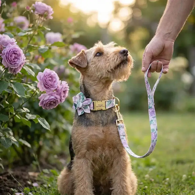 Un terrier en laisse regarde son maître près des fleurs avec son collier pour chien de fantaisie Fleuralie violet.