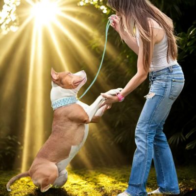 collier pour chien laisse assortie maitre